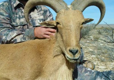 Blue Mountain Outfitters Guided Aoudad Hunt New Mexico