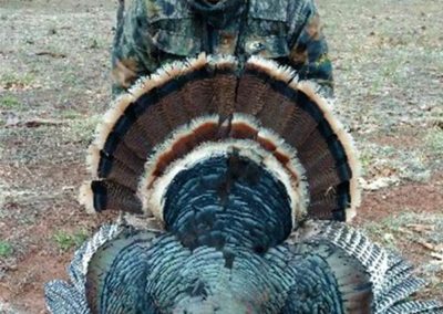 Blue Mountain Outfitters Guided Turkey Hunt New Mexico