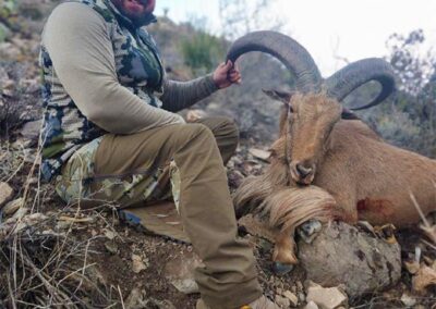 Blue Mountain Outfitters 2023 Aoudad