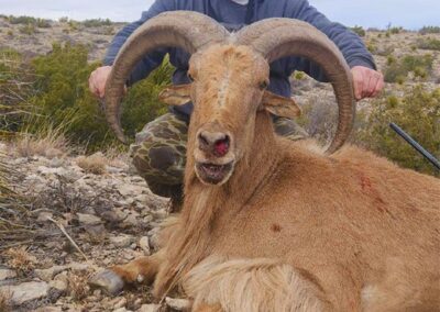 Blue Mountain Outfitters 2023 Aoudad