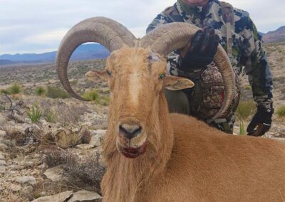 Blue Mountain Outfitters 2023 Aoudad