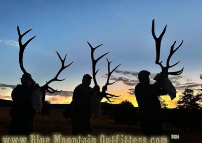 Blue Mountain Outfitters 2024 Elk Hunt